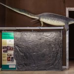 Besanosaurus leptorhynchus, rettile marino del Triassico medio emerso dallo scavo di Besano-Monte San Giorgio - Foto arch. MSNM